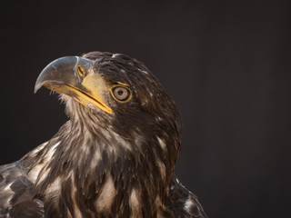 portrait of an eagle