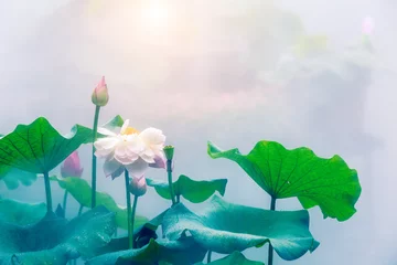Foto op Plexiglas Lotusbloem Bloeiende lotusbloem en mist natuurlijk landschap