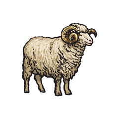 vector sketch cartoon style horned ram. Isolated illustration on a white background. Hand drawn animal with big twisted horns. Cattle farm cloven-hoofed livestock animal wool lamb products design