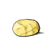 vector sketch cartoon ripe raw peeled yellow potato without peel. Isolated illustration on a white background. Vegetable fresh natural product, healthy lifestyle, eating concept