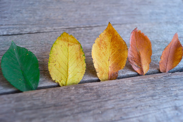 Five colorful autumn leaves  on the wooden background