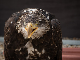 portrait of an eagle