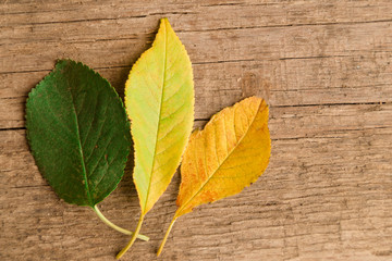 Green, yellow and orange leaves on the wooden table. Autumn scene
