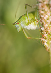 Sauterelle verte 