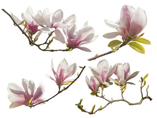 Magnolia Flowers on white background