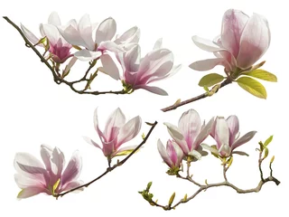 Fototapete Magnolie Magnolienblüten auf weißem Hintergrund