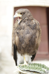 Harris's hawk (parabuteo unicinctus) perched on an innkeeper