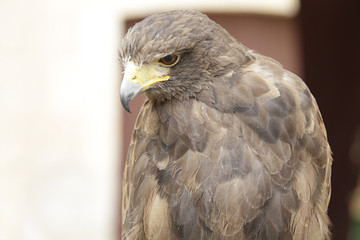 Upper body of a harris's hawk (parabuteo unicinctus)