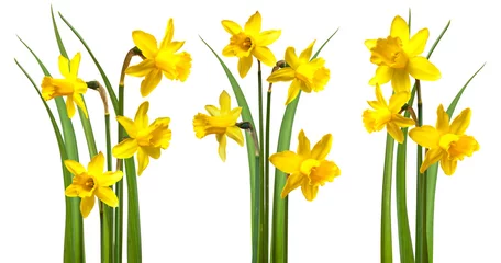 Keuken foto achterwand Narcis Narcissen geïsoleerd op wit
