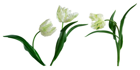Tulips isolated on white © Kanea