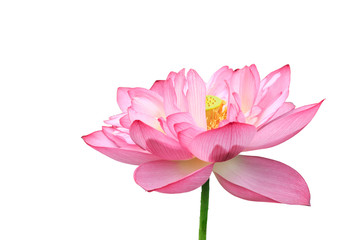 Blooming lotus in front of a white background