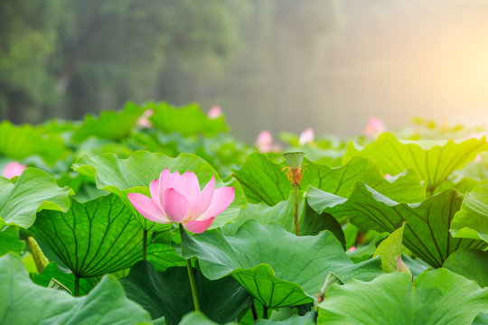 Fototapeta Beautiful lotus blooming in the pond natural landscape