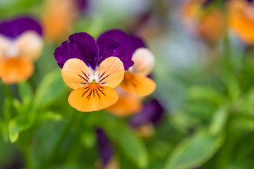 Violet flower in the garden