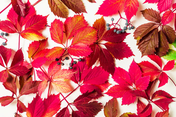 Floral pattern made of red autumn leaves on white background. Flat lay, Top view