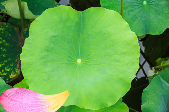 Fototapeta Green lotus leave and petal natural background