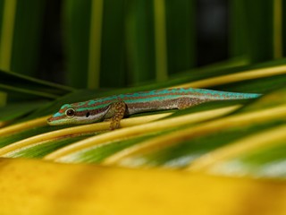 Ornate day gecko in natural habitat