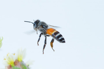 a bee Flying Isolated on white background