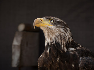 portrait of an eagle