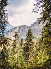 Beautiful summer mountains and forest with sunset lights