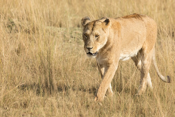 Adult lioness walking in long grass