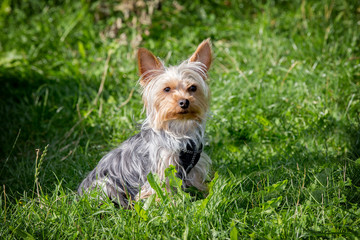 Small breed dog, in nature at the lake