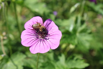 lilafarbene Blüte wird von Biene bestäubt