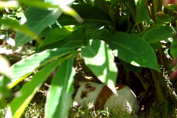 Guinea Pig in the Grass 