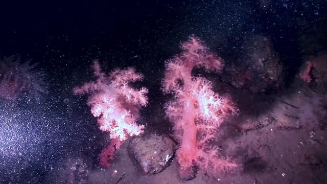 White fluffy soft coral underwater on seabed of White Sea. Unique video close up. Flowers of marine life in clean clear pure and transparent water in search of food.