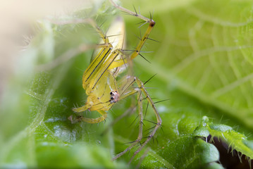 Close up jumping spider on green flower