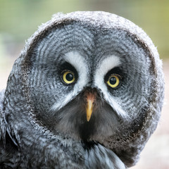 Great Grey owl closeup