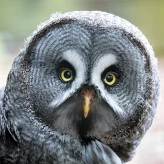 Cercles muraux Hibou Great Grey owl closeup