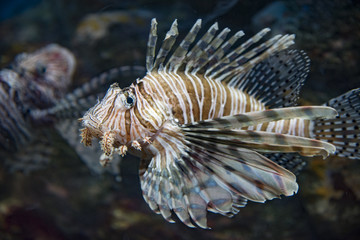海魚、ミノカサゴのアップ、精細構造、縞模様