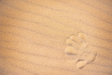 Fototapeta na wymiar Hand print in the sand of a beach, Netherlands