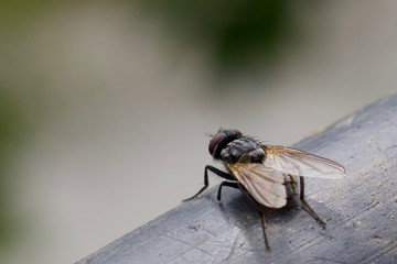 Mosca, Fly
