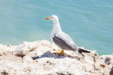 Seagull