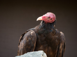 portrait on a vulture