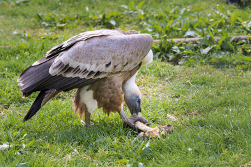 Eurasian griffon vulture eating a bone