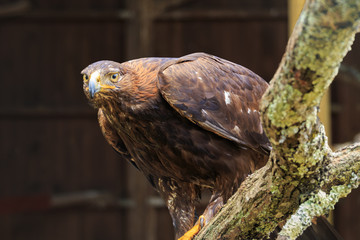 Golden eagle on a wildlife sanctuary 