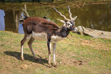Naklejka na ściany i meble The blackbuck, also known as the Indian antelope, is an antelope found in India, Nepal and Pakistan