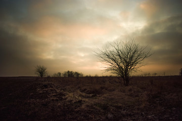 Dried tree in the field in twilight