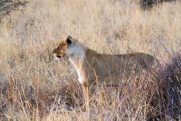 Fototapeta na wymiar Wild lioness
