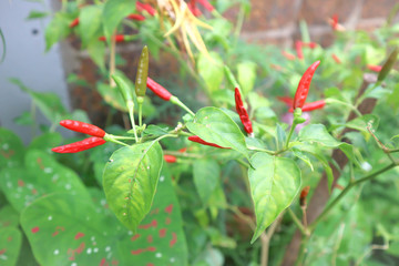 paprika or  pepper plant