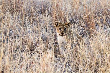 Wild lion cub