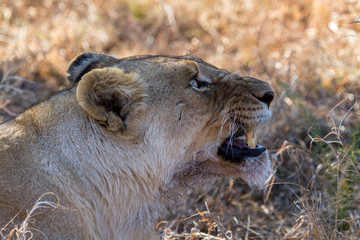 Wild lion
