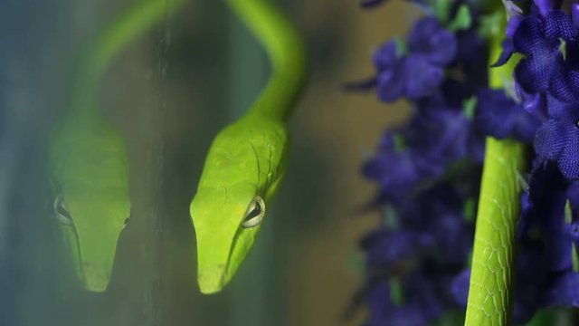 Close up green oriental whip snake (Ahaetulla prasina).
