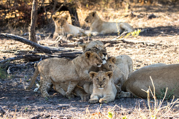 Wild lion family 