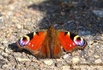 Peacock Butterfly Sitting in the Sunshine