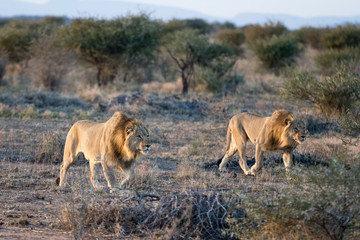 Fototapeta na wymiar Wild lion hunting