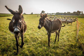 Fototapeta premium Schafe und Esel