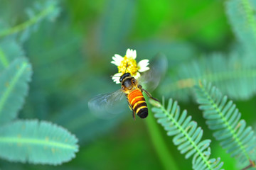 a Bee flying to the beautiful flower